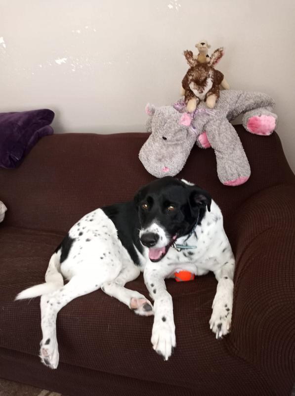 Happy Dog !!