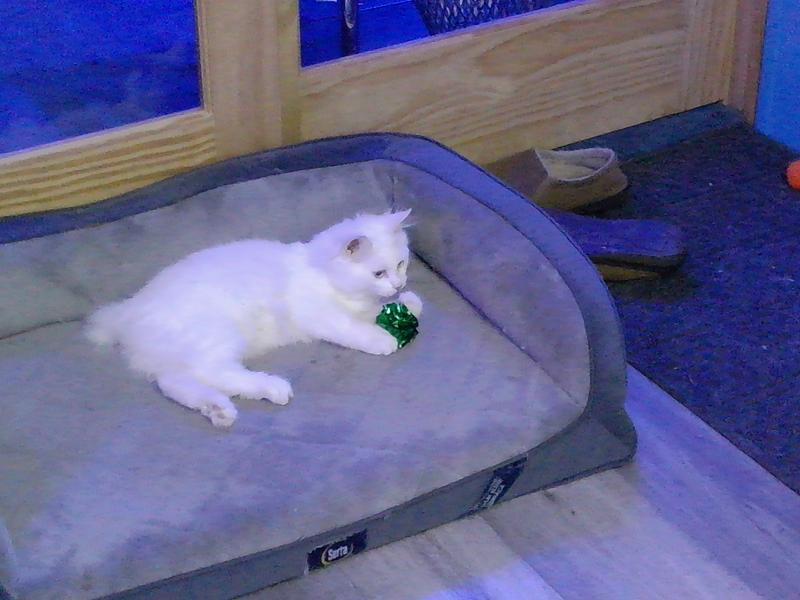 Miss Kitty guarding her green crinkle ball from other kitties.