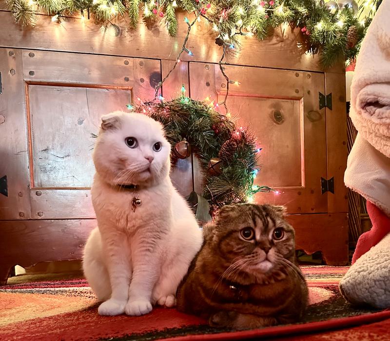 Winter & Maple Christmas 2024