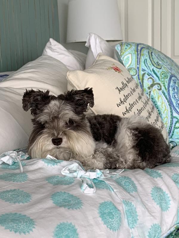 He loves our bed unfortunately 🤣