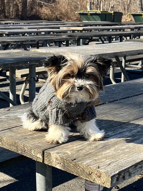 Milo says: I love chewy !!!