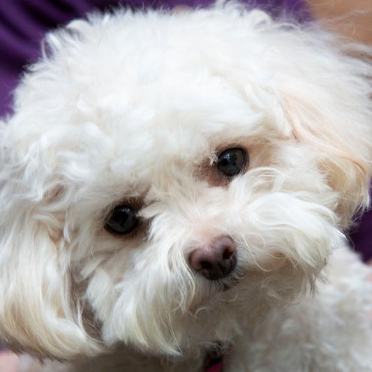 This is Peanut - a toy poodle rescue from a puppy mill.....
