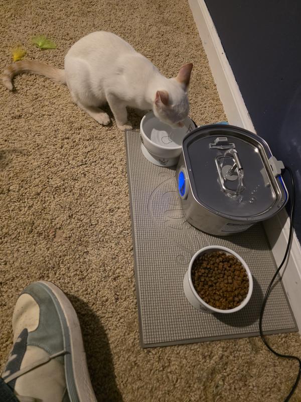 Flame point Siamese kitten drinking water out of a raised water bowl.