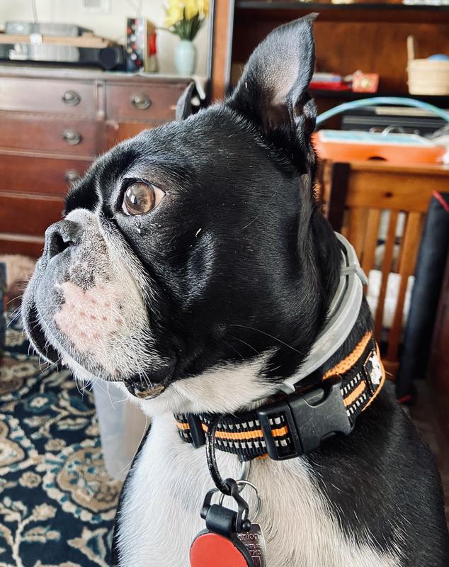 Good size for my Bostie Boy