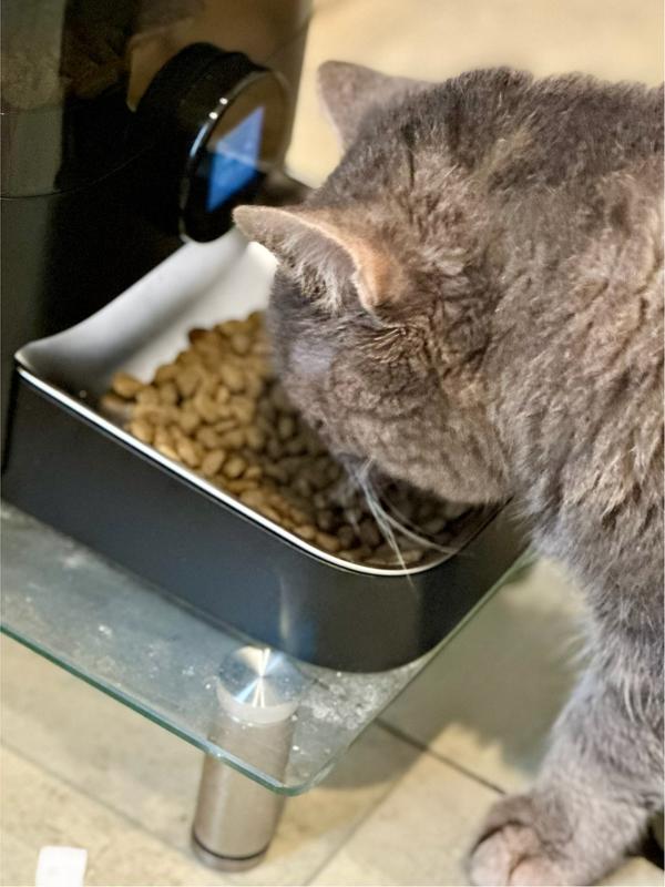 elevated to make it easier to eat from