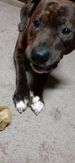 Deebo with his Greenie