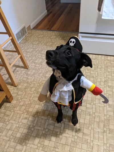 Arrrgh give me all your treasure!