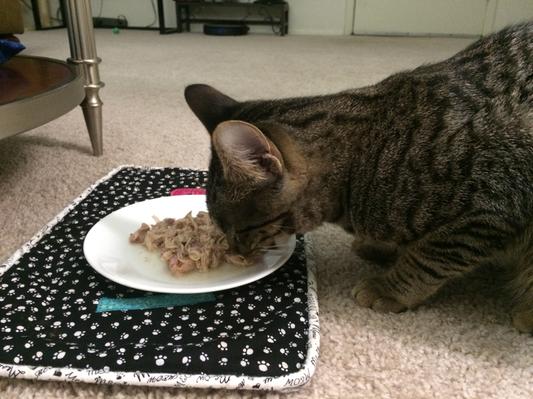 Satisfying the Carnivore