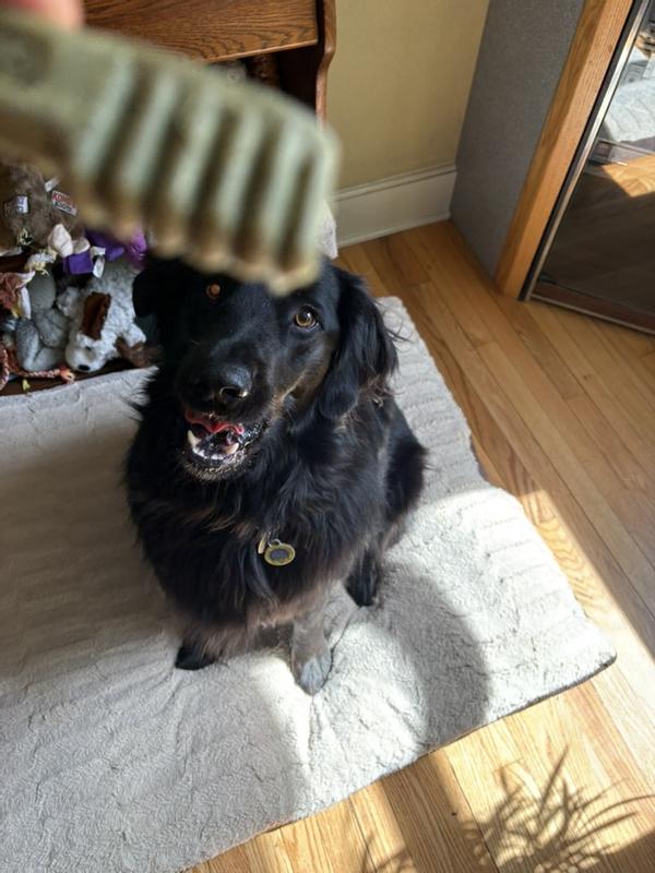 Koda getting his Greenie.