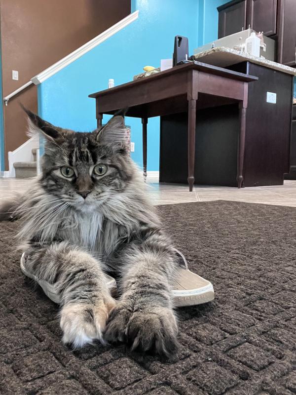 Polydactyl amber torbi