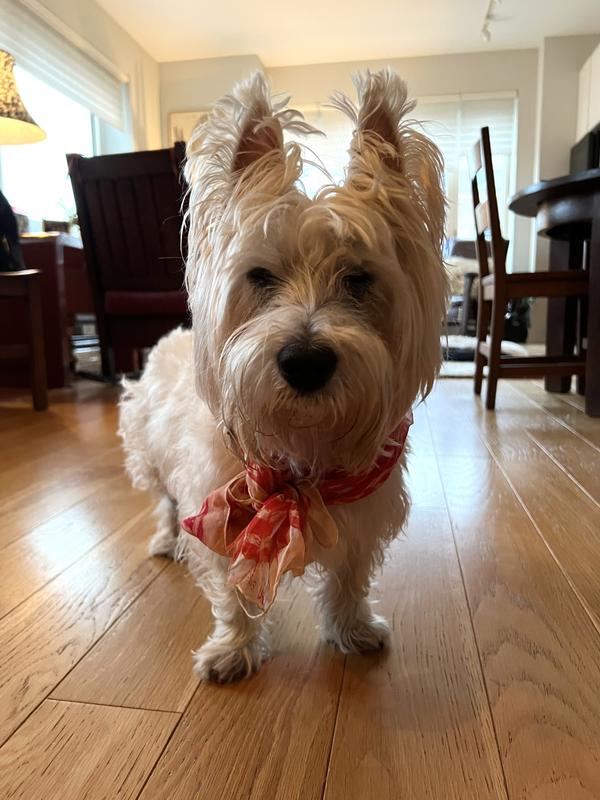 ZYMOX Enzymatic Dogs & Cat Leaveon Conditioner, 12oz bottle