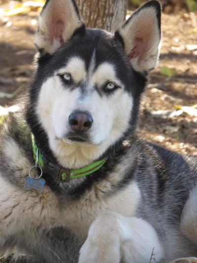 Loki - 6 years old