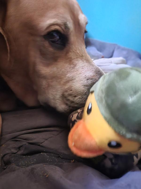Benny first meets Commandduck.