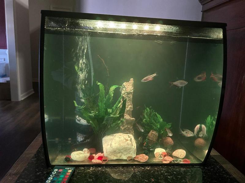 15 gallon 5 Buenos Aires, 2 Bolivian Rams, 2 Albino Cory and