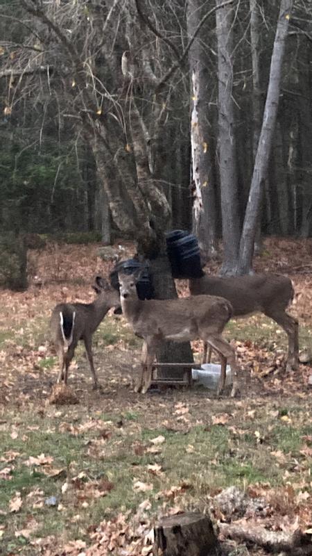 Thanks to Flip flop this  is the first year I’m feeding them several times a day.
