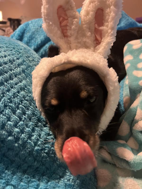 Tucker likes his new ears