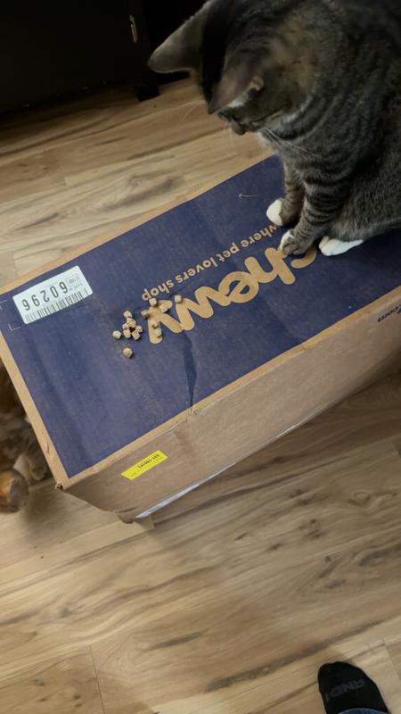 Calvin watching the treats