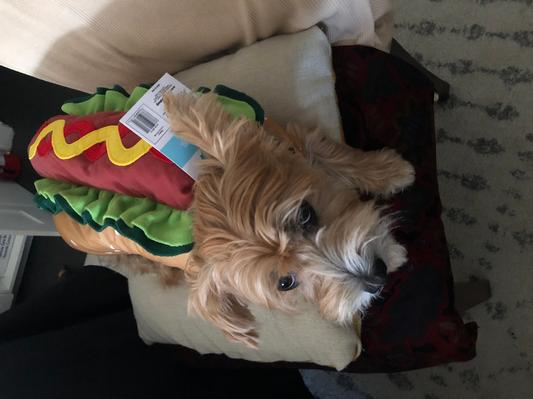 Hot diggity dog!