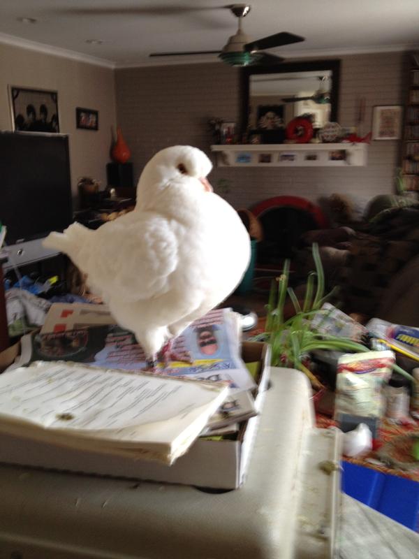 King pigeon
