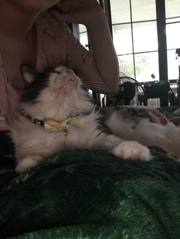 Ratty showing off her collar