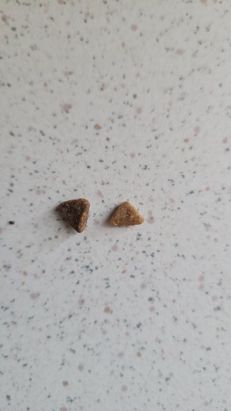 Old kibble is larger and darker