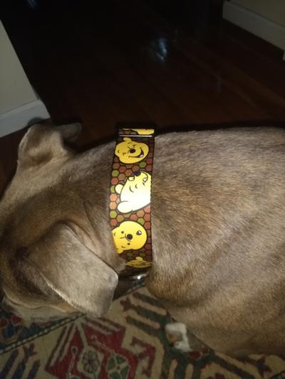 The collar makes him look even more adorable!