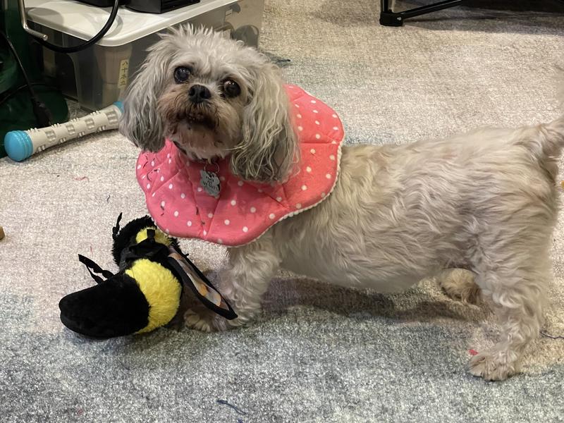 SUNGROW PostSurgery Soft Cone Dog & Cat Recovery Collar, Pink, Medium