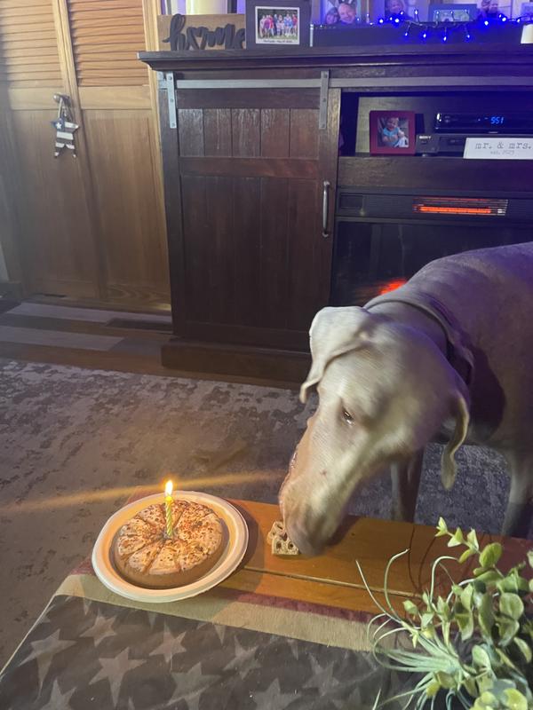 Barlu enjoying her treats before cake!!!!