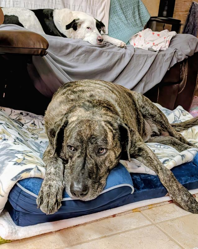 Valentino knew this bed was just for him!