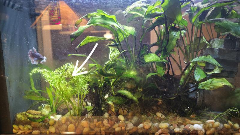 Vibrant little plant!