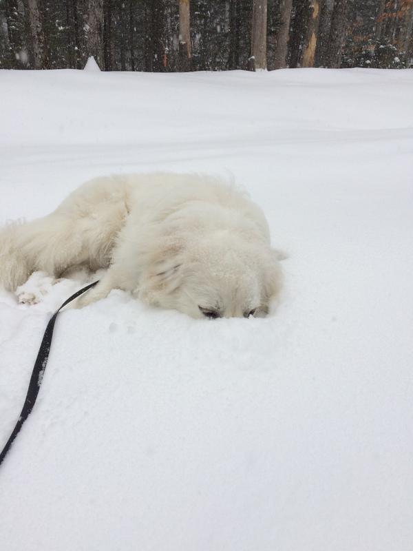 Still Loves the Snow!