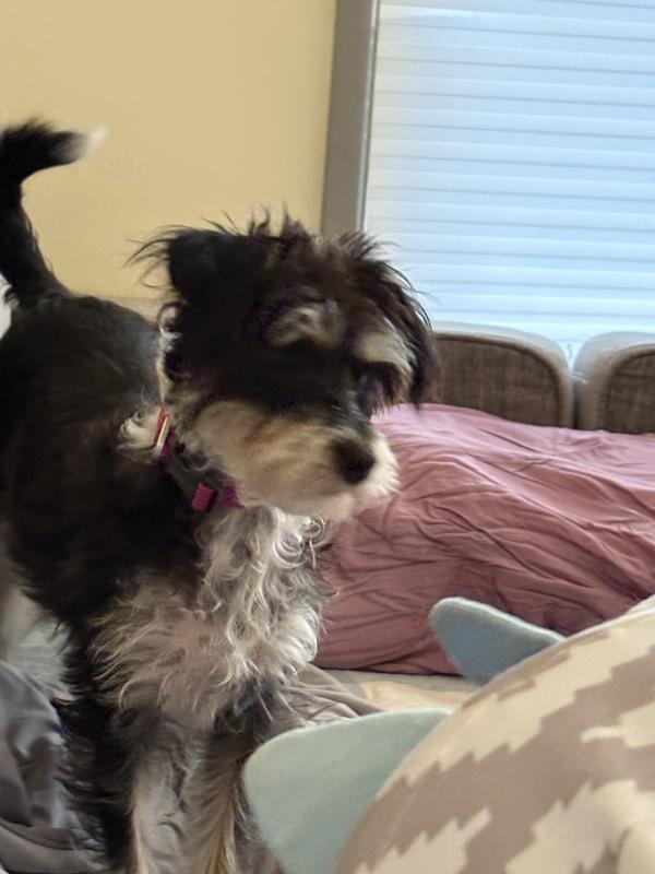 Crazy, adorable, puppy