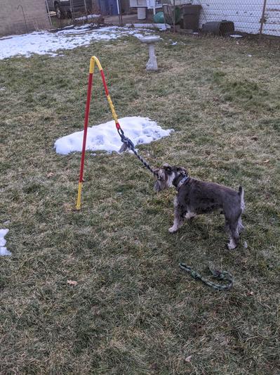 Tether Tug Dog Toy