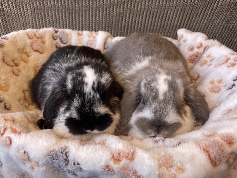 Mini Lops -6 week old- Kingdom Rabbits
