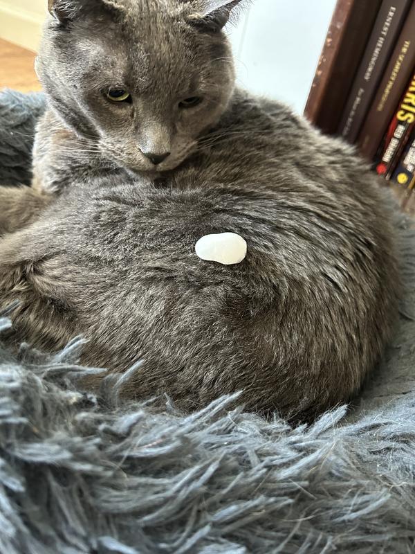 Small amount of shampoo