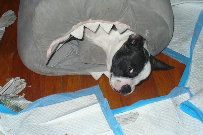 FRISCO Shark Covered Tent Cat & Dog Bed - Chewy.com