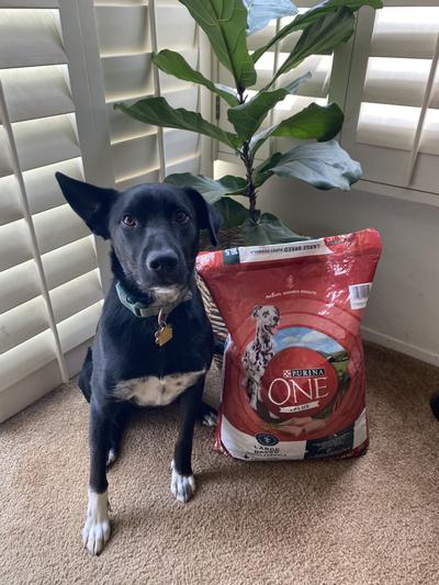 Purina ONE Natural Large Breed Dry Puppy Food; SmartBlend Large Breed Puppy  Formula - 16.5 lb. Bag