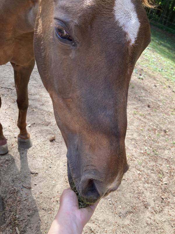 Picky horse gobbles it up