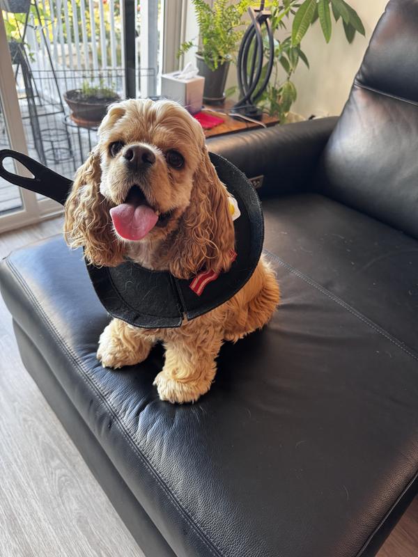 Cocker spaniel wearing the frying pan costume sitting on a couch.