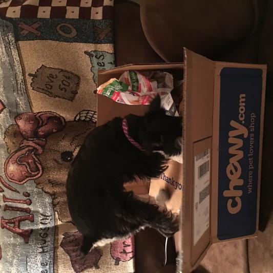 Gracie loves when she gets a Chewy Package!