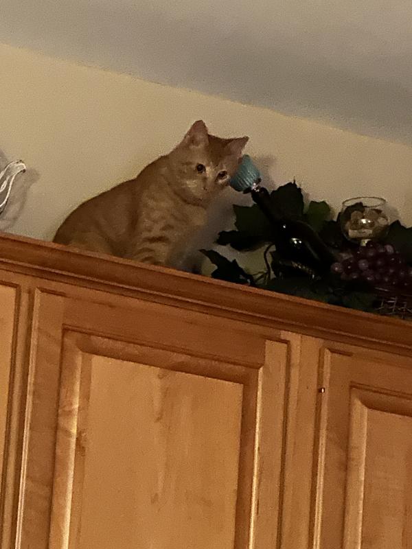 On top of my kitchen cabinets is not where he’s supposed to go.