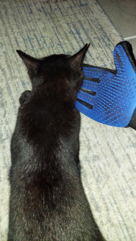 Cat loves to be brushed