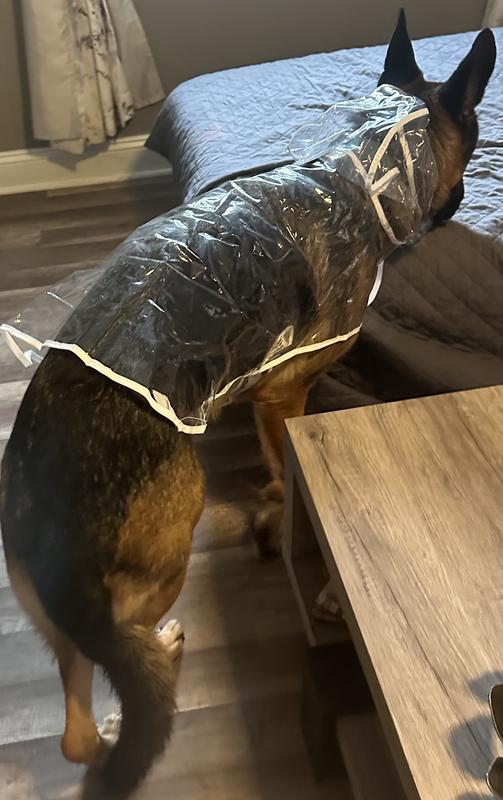 Clear plastic dog outlet raincoat