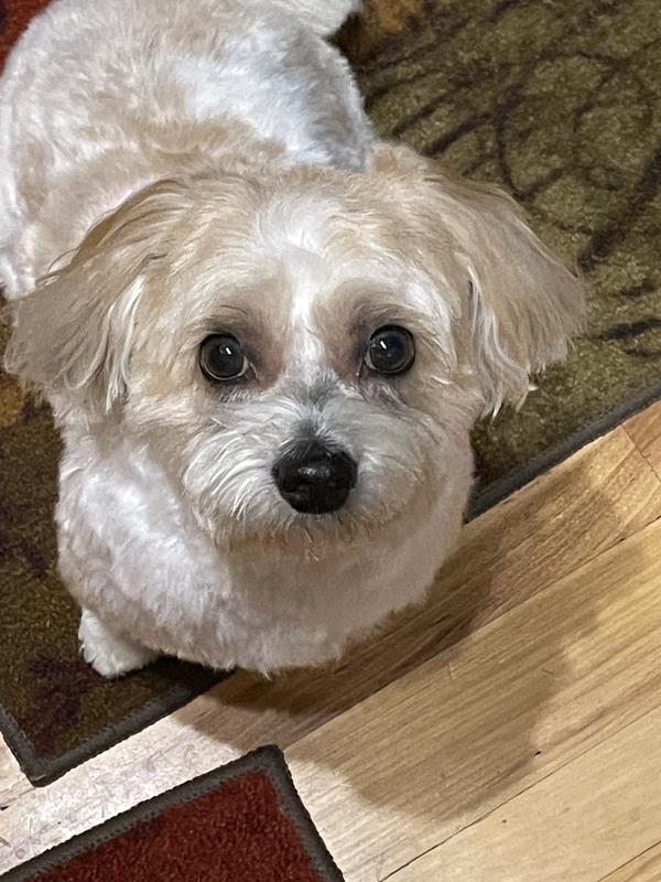 After grooming he’s a happy boy🐾