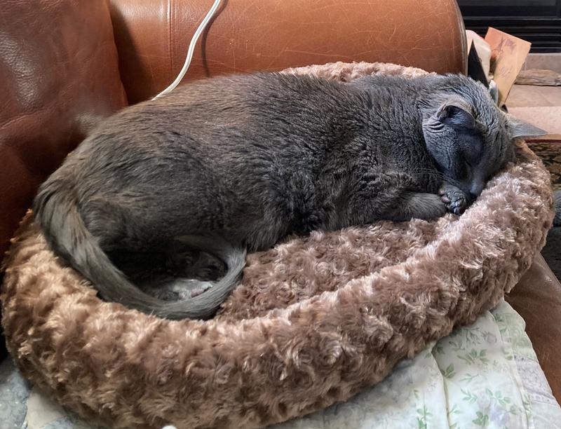 K&H PET PRODUCTS ThermoKitty Fashion Splash Heated Cat Bed, Mocha