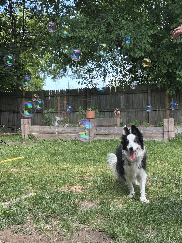 Lilly, acting like herself again after changing her diet. She was 14.5 in this photo.