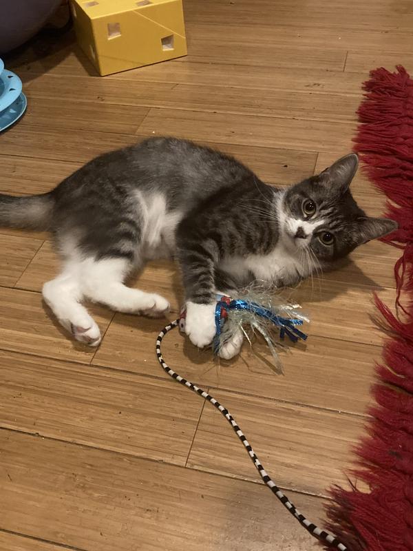 Fat Cat Catch Of The Day Swim Shady Cat Toy