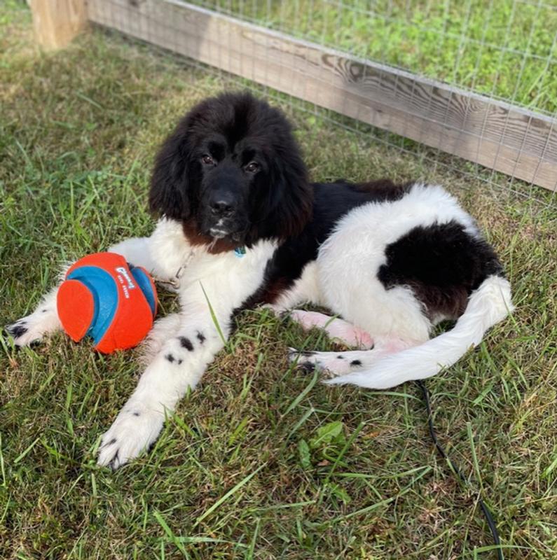 Fred, our Newfoundland puppy, feeling great and looking good with Royal Canin puppy food.