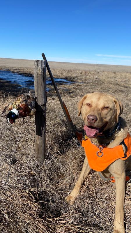 This is from last season. The best is a Large on an 86lbs Chesapeake Bay Retriever