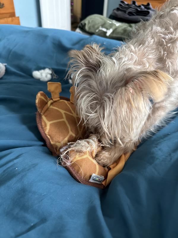 Rosie 1, Giraffe 0